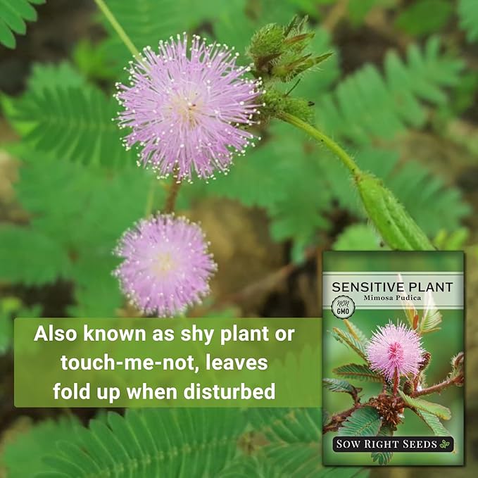 Sow Right Seeds - Sensitive Plant Mimosa Pudica Seeds for Planting - Non-GMO Heirloom Easy to Grow Touch-Me-Not - Unique Blooms - Grow Indoor or Outdoor - Great for Kids - Fun Interactive Flower (1)