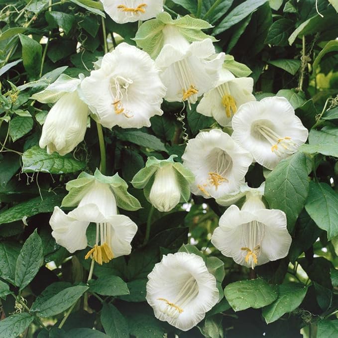 Outsidepride 100 Seeds Perennial White Cobaea Cup & Saucer Vine Flower Seeds for Planting