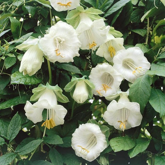 Outsidepride 100 Seeds Perennial White Cobaea Cup & Saucer Vine Flower Seeds for Planting