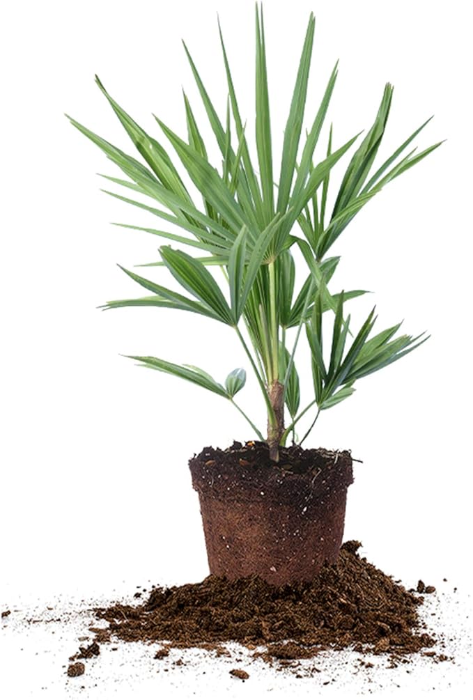 Windmill Palm 1 Gallon