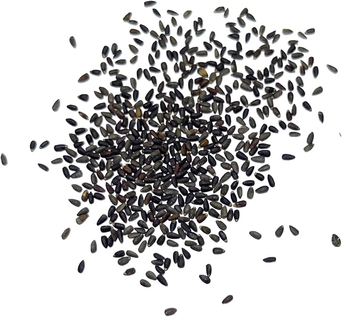 Seed Needs, Blue Hyssop Seeds - 500 Heirloom Seeds for Planting Hyssopus officinalis - Medicinal Herb for an Indoor/Outdoor Garden, Non-GMO & Untreated (5 Packs)