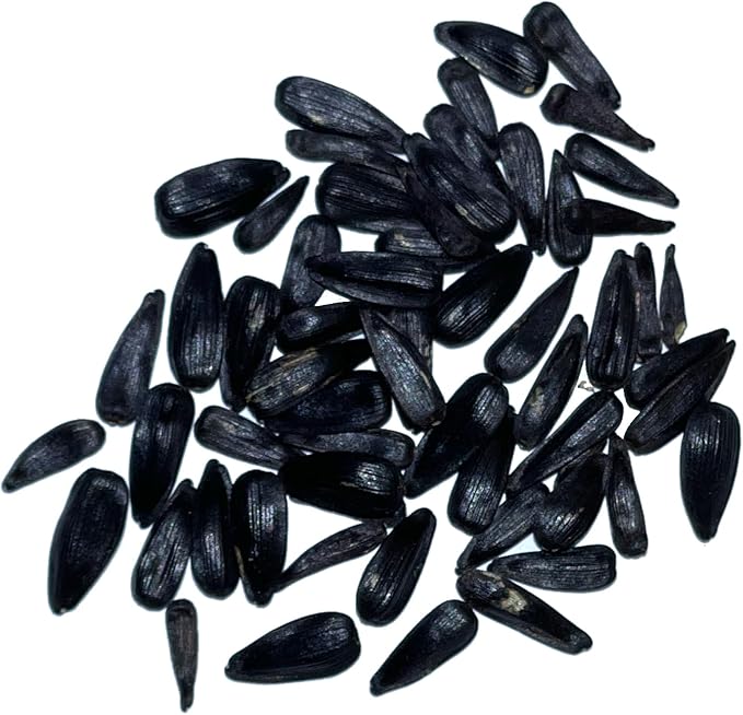 Seed Needs, Cherry Rose Sunflower Seeds - 50 Hybrid Seeds for Planting Helianthus annuus - Bi-Color Blooms for an Outdoor Butterfly Garden, Great Cut Flowers (1 Pack)