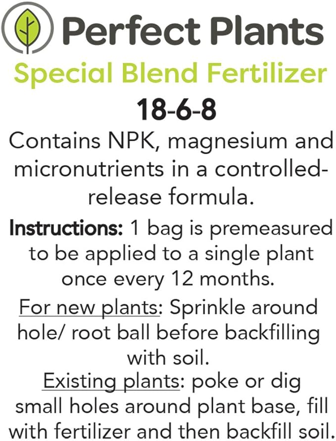 Needlepoint Holly - Size: 3 Gallon, Live Plant, Includes Special Blend Fertilizer & Planting Guide