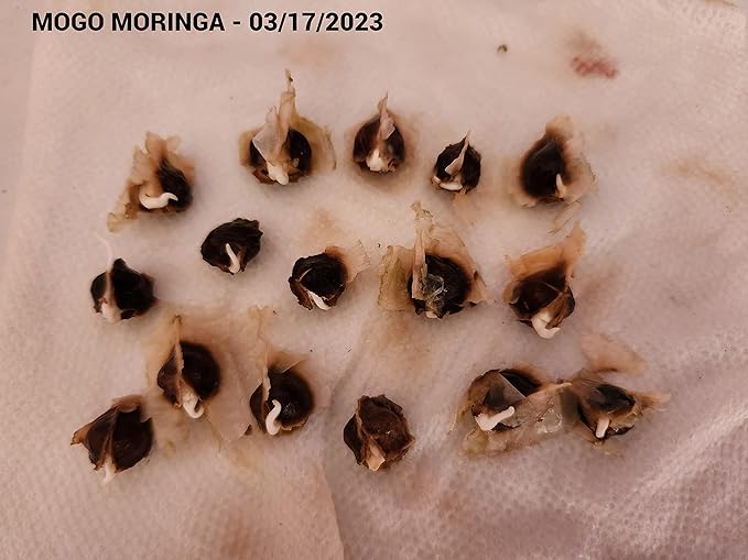 100+ Organic Moringa Seeds| Best for Planting & Gardening| High Yield Fully Matured Black Seeds|Semillas De Moringa Seeds only for Planting