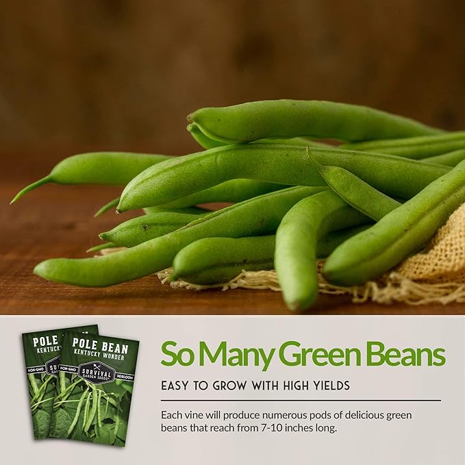 Survival Garden Seeds - Kentucky Wonder Pole Bean Seed for Planting - 1 Pack with Instructions to Plant and Grow Green Snap Beans in Your Home Vegetable Garden - Non-GMO Heirloom Variety