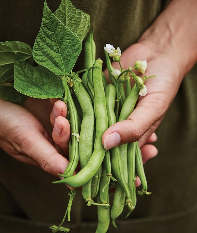 Burpee Stringless Green Pod Bush Bean Seeds 8 ounces of seed
