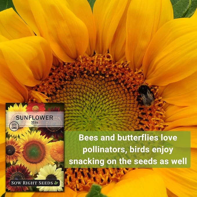 Sow Right Seeds - Mixed Sunflower Seeds for Planting - Non-GMO Heirloom Packet with Instructions - Great Wedding or Party Favor - Grow Giant Sunflowers in an Assortment of Bright, Unique Colors (2)