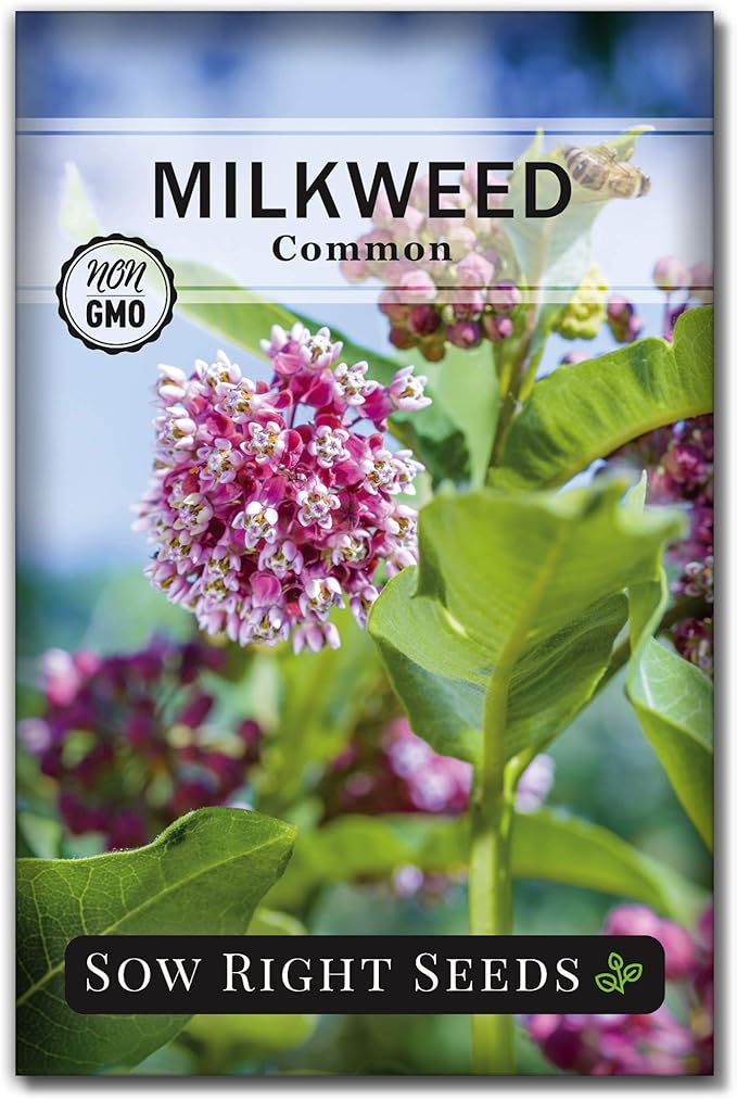 Sow Right Seeds - Common Milkweed Seeds for Planting - Attract Monarch Butterflies to Your Garden - Non-GMO Heirloom Seed Packet with Full Instructions to Plant - Perennial Plant for Pollinators (1)