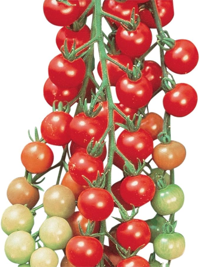 Burpee 'Sun Gold' & 'Super Sweet 100' Hybrid Cherry Tomato Seeds, 30 & 50 Non-GMO