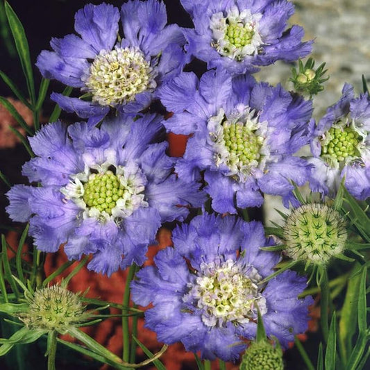 Outsidepride 200 Seeds Perennial Blue Scabiosa Pincushion Flower Seeds for Planting