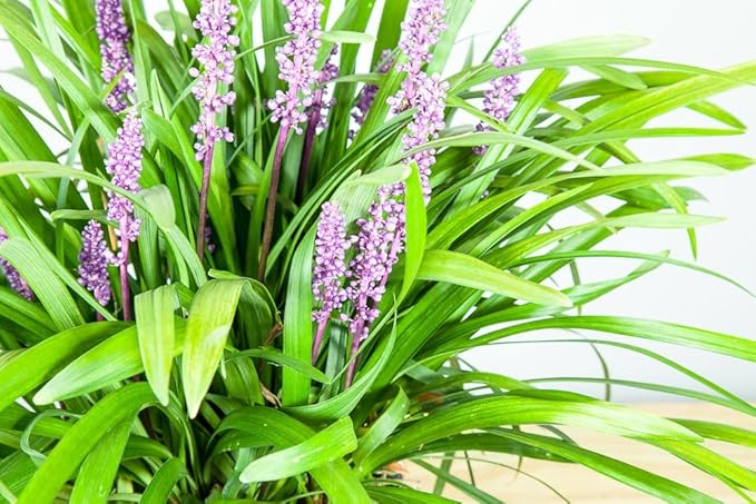 Royal Purple LIRIOPE - Size: 1 Gallon, Live Plant, Includes Special Blend Fertilizer & Planting Guide