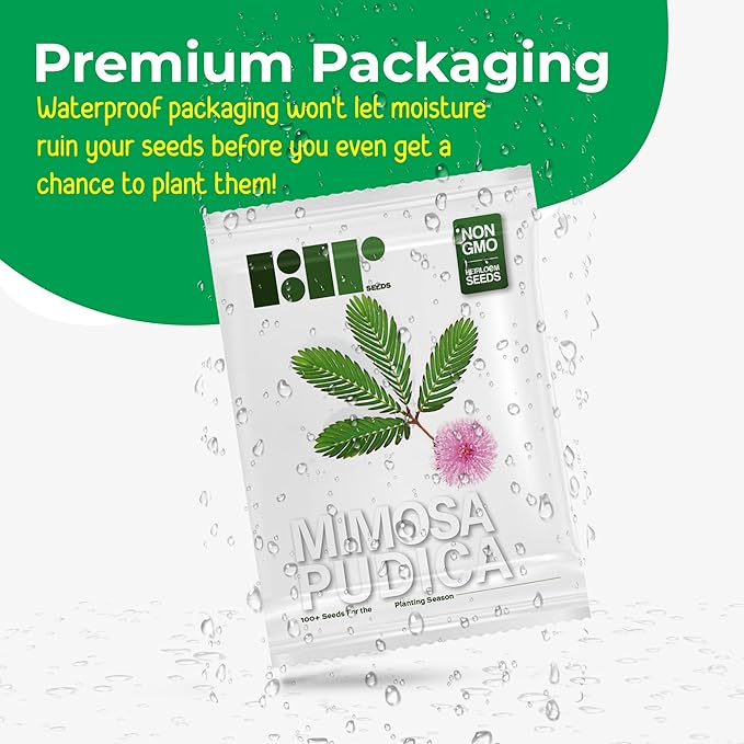 100 Sensitive Plant Seeds for Planting - Exotic Flower Seeds - Mimosa Pudica Seeds AKA Moving Plant, Shy Plant, Shameful Plant, Touch-me-not - by RDR Seeds