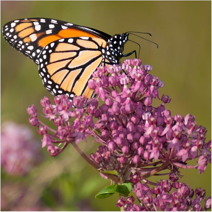 Seed Needs, Milkweed Seed Packet Collection to Attract Monarch Butterflies (5 Individual Seed Varieties to Plant) Heirloom & Untreated Seeds