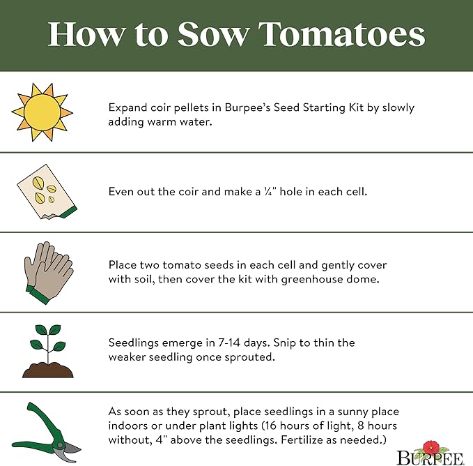 Burpee 'Sweetheart of the Patio', Red Cherry Tomato, 10 Non-GMO Seeds