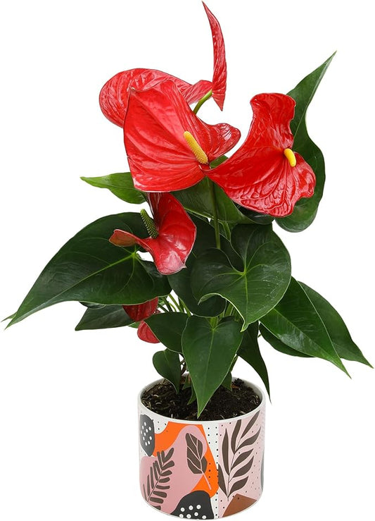 Red Anthurium Live Plant Decor 10-12" in Modern Planter, Plant Lover Gifts for Plant Lovers, Live Plants Indoor Plants Live Houseplants, Real Plants Indoor House Plants Easy Plants by Plants for Pets
