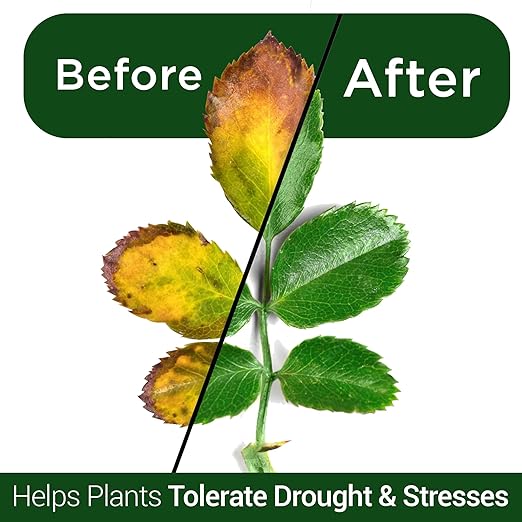 Elm Dirt Kelp Mist 100% Organic Plant Spray - Foliar Spray for Plants Food Indoor House Plants & Outdoor Plant food | Help Plant Nutrients Efficiently & Boost Soil Activity - Kelp Foliar Spray (16 oz)