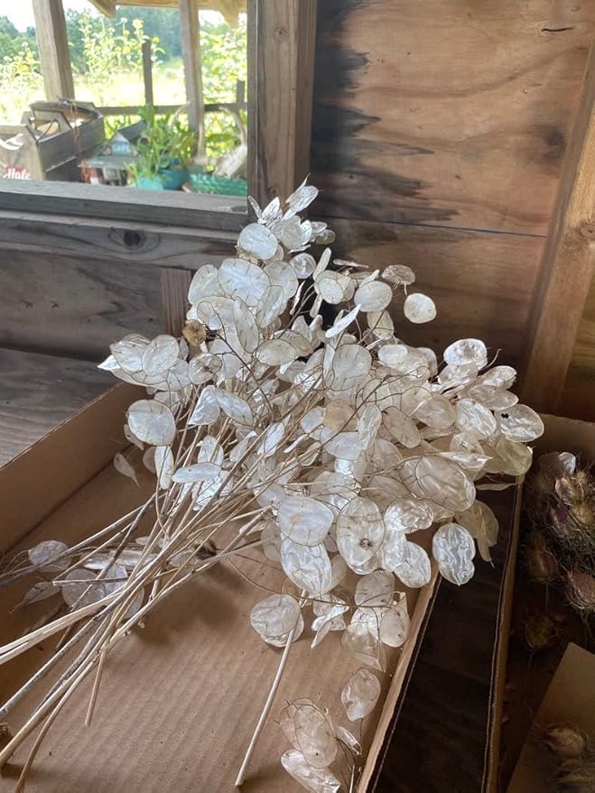 Money Plant Seeds - 50+ Count Packet - for 2024 Non GMO USA Lunaria Annual Honesty Silver Dollar Plant Wildflower Garden Flower