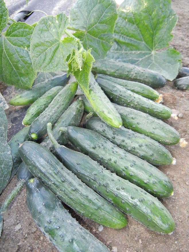 Seeds Vegetable Cucumber April F1 Self-Pollinated 45 Days Heirloom for Pickling - 10 Seeds
