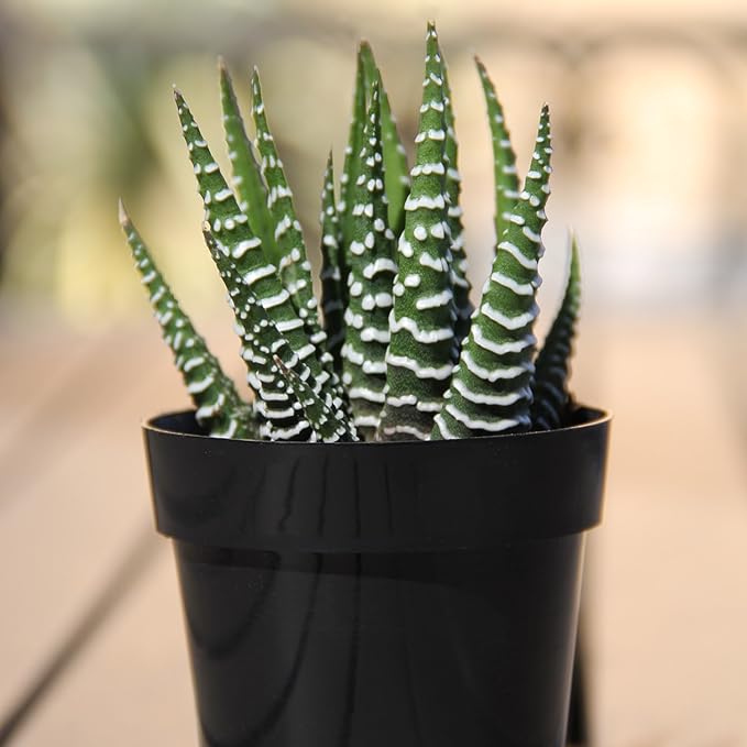 Altman Plants, Assorted Succulents Plants Live Houseplants (12PK), Succulent Plants Home Office Plants Live Indoor Plants, Live Plants Indoor House Plants, Easy Care Plants, Desk Plants Kitchen Plants