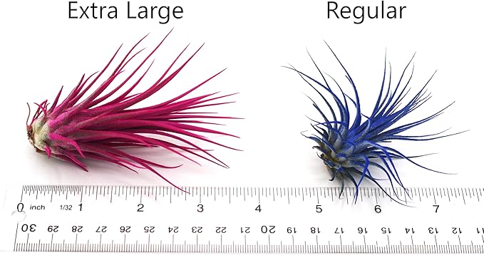 Live Extra Large Tillandsia Ionantha Guatemala Colorful Air Plant 3+ inch Enhanced Color Easy Care Indoor Outdoor Home Decor Gift Airplant by Awesome Industries (Sunrise XL)