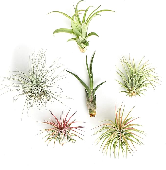 Shop Succulents | Assorted Collection of Live Air Plants, Hand Selected Variety Pack of Air Succulents | Collection of 6