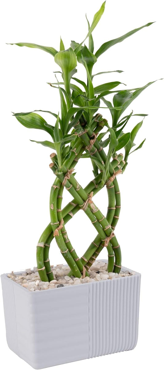 Costa Farms Lucky Bamboo Plant, Easy to Grow Live Indoor Houseplant in Ceramic Planter Pot, 12-Inches Tall| Valentines Day Gift | Valentines Day Decoration