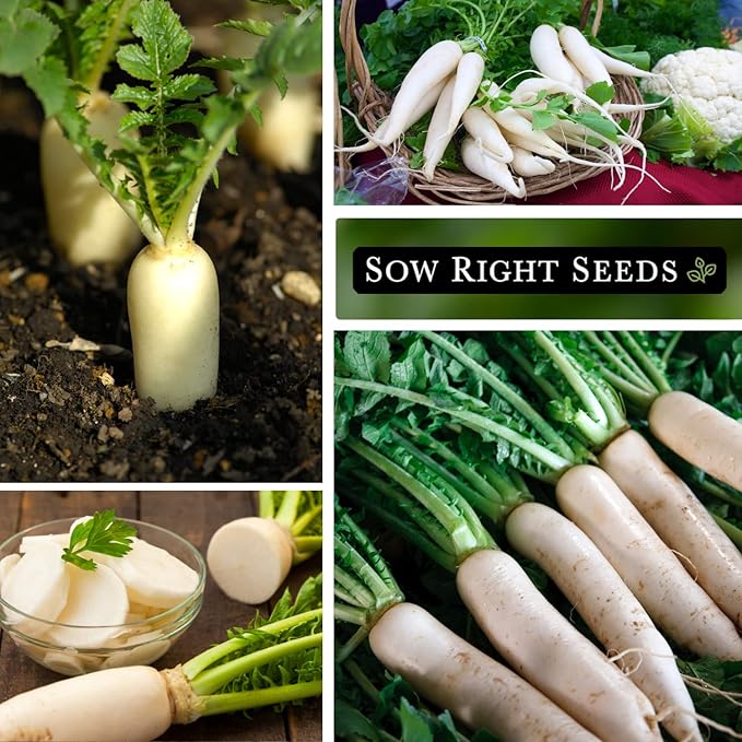 Sow Right Seeds - Japanese Minowase Daikon Radish Seeds for Planting - Non-GMO Heirloom Packet with Instructions to Plant a Home Vegetable Garden - Spring or Fall Planting Outdoors - Long White (4)