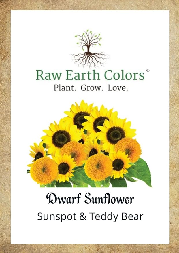Dwarf Sunflower Seeds for Planting - to Plant and Grow Teddy Bear and Sunspot in Your Flower Garden.