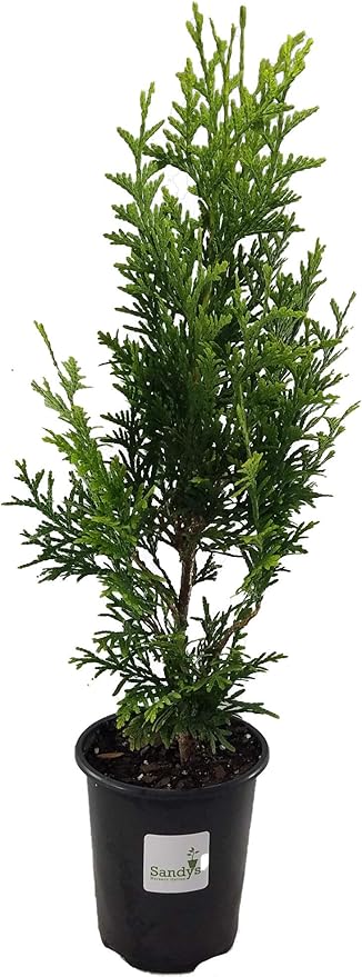 Thuja Green Giant Arborvitae Lot of 10, Quart Pot
