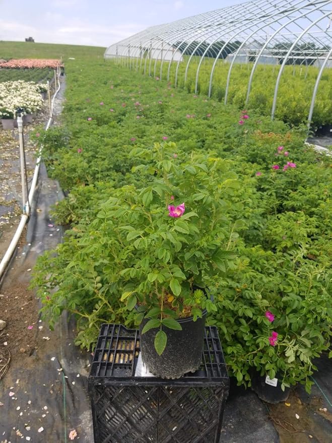 Rosa rugosa (Rugosa Rose) Rose, pink flowers, #2 - Size Container