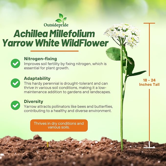 Outsidepride Achillea Millefolium Wild White Yarrow Seeds - 5000 Pcs Perennial Flower Seeds, Drought Resistant, Low Maintenance & Easy Planting for Beautiful Garden & Fireflies Attraction