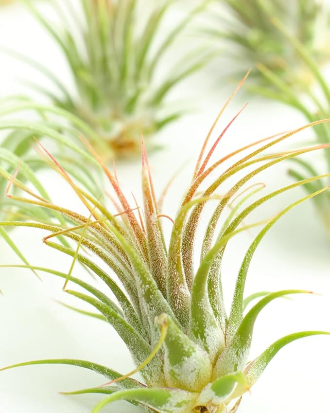 Shop Succulents Ionantha Tillandsia Air Plants, Assorted Mini Live Indoor Plants for Home Decor & Gifts, Low Maintenance, Natural Air Purifier, Hanging Plants, Favors, Terrarium Plants, Pack of 30