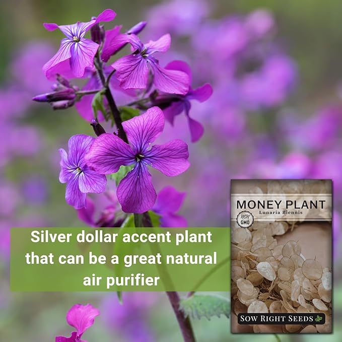 Sow Right Seeds - Money Plant Seeds - Honesty or Silver Coin Plant - Non-GMO Heirloom Seeds - Indoor or Outdoor - Full Instructions for Planting and Growing a Flower Garden - Great Gardening Gift (1)