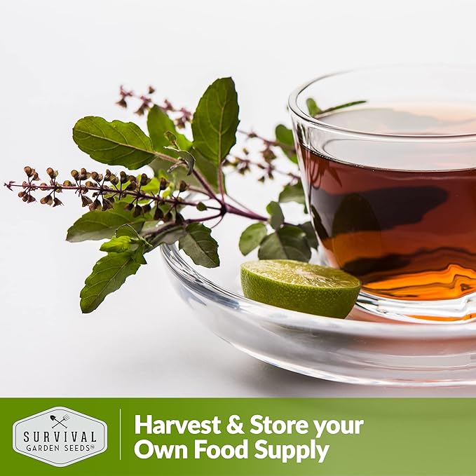 Survival Garden Seeds - Holy Basil Seed for Planting - 5 Packs with Instructions to Plant and Grow The Indian Sacred Herb Tulsi in Your Home Vegetable Garden - Non-GMO Heirloom Variety - Plant Seed