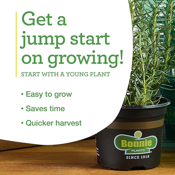 Bonnie Plants Green Bell Pepper Live Vegetable Plants - 4 Pack, Non-GMO, 2 - 3 Ft Plants, 4.5 x 4 Inch Pepper Size