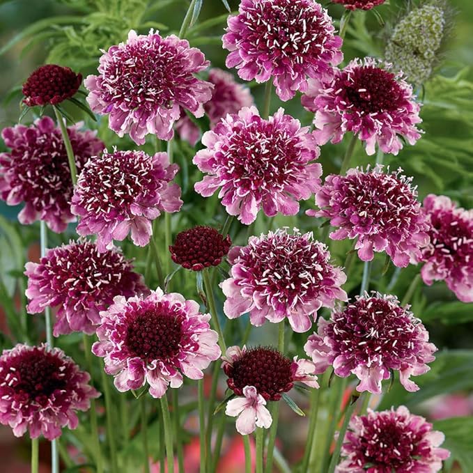 Outsidepride 100 Seeds Perennial Maroon Beaujolais Bonnets Scabiosa Pincushion Flower Seeds for Planting