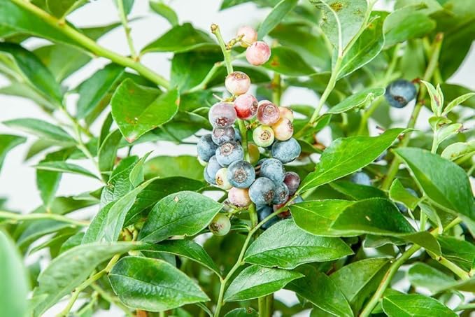 PERFECT PLANTS Tifblue Blueberry Live Plant, 3 Gallon, Includes Care Guide