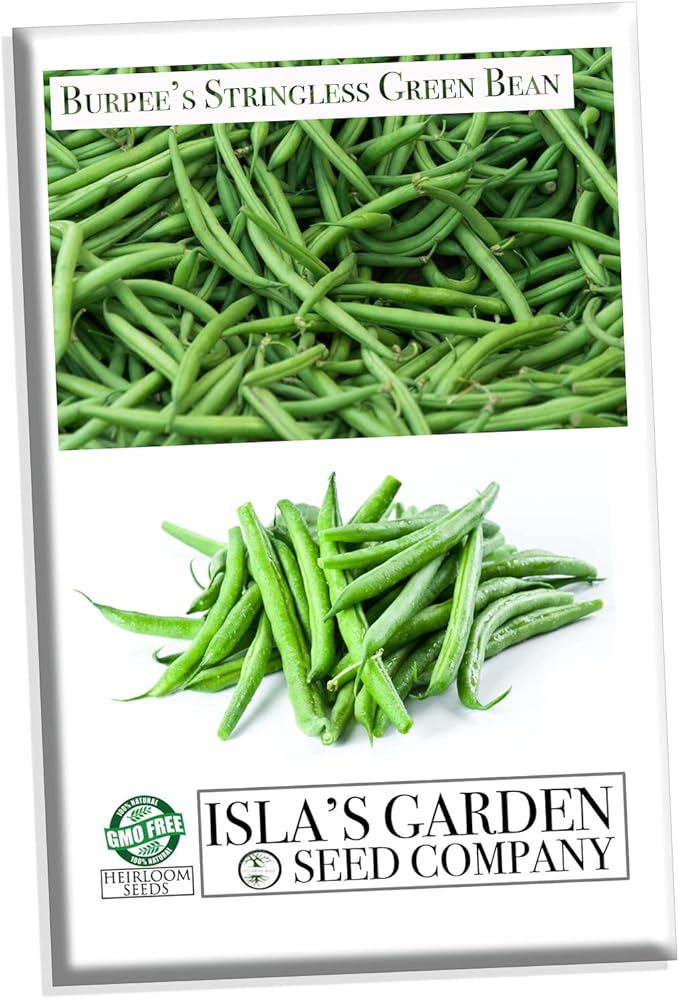 Burpee Stringless Green Bean Seeds for Planting, 50+ Heirloom Seeds Per Packet, (Isla's Garden Seeds), Non GMO Seeds, Botanical Name: Phaseolus vulgaris, 85% Germination Rates, Great Home Garden Gift