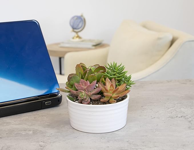 Succulents Plants Live in Garden Succulent Planters, Live Succulent Plants Live Plants in White Planter, Live Succulents Unique Gardening Gifts for Plant Lovers, Succulent Gifts by Plants for Pets