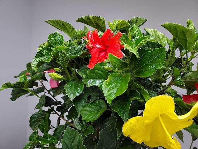 Braided Hibiscus Tree - Mixed (3 to 4 Flower Colors) - Overall Height 36" to 42" - Tropical Plants of Florida