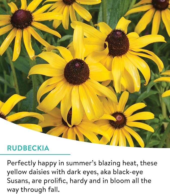 Burpee Wildflower Seeds Cutting Mix | 25,000 Bulk Seeds, Multi, 1 Bag | 15 Varieties of Non-GMO Flower Seeds | Perennial Wildflower Seeds Pollinator Mix | Covers 1,000 Sq. Ft.