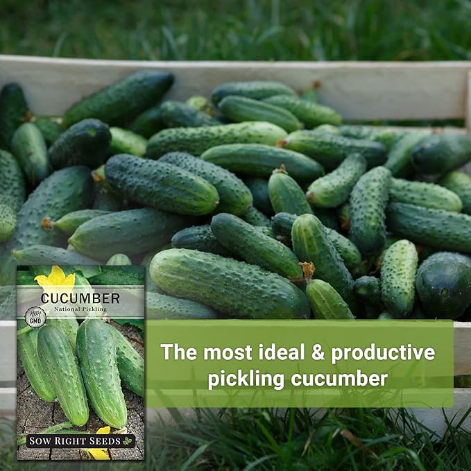 Sow Right Seeds - National Pickling Cucumber Seeds for Planting - Non-GMO Heirloom Packet with Instructions to Plant and Grow a Home Vegetable Garden - Famous Variety for Homemade Pickles (1)