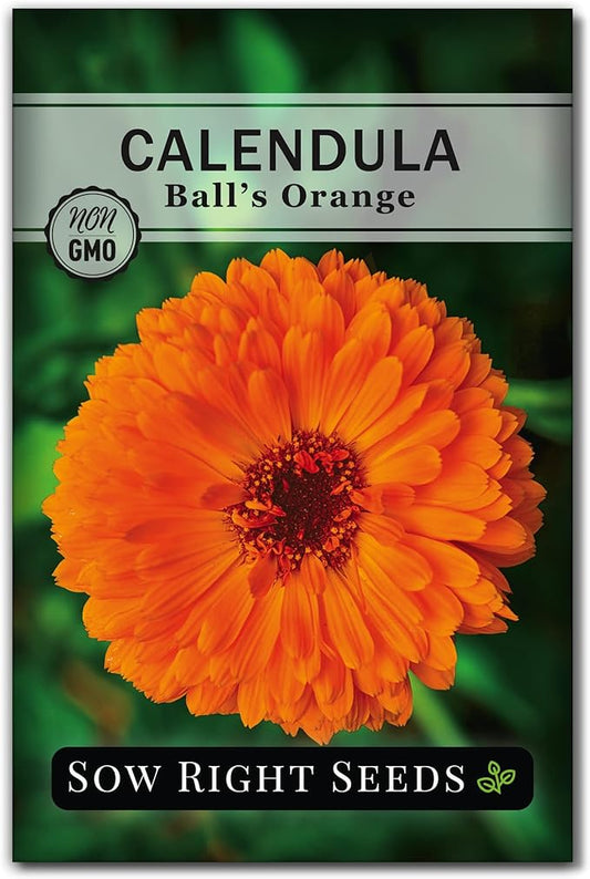 Sow Right Seeds - Ball’s Orange Calendula Seeds for Planting - Non-GMO Heirloom Packet with Instructions to Plant a Home Garden - Medicinal Orange Blooms That Pollinators Love - Grow Herbal Tea (1)