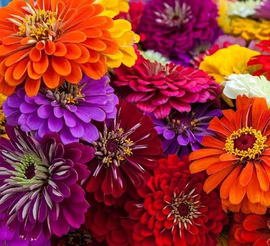 Zinnia Seeds for Planting – Non-GMO Heirloom Zinnia Flower Seeds – Full Instruction Packets to Plant in Your Home Outdoor Garden – Gardening Gift – 50 California Giant Zinnia Seeds (3 Packets)