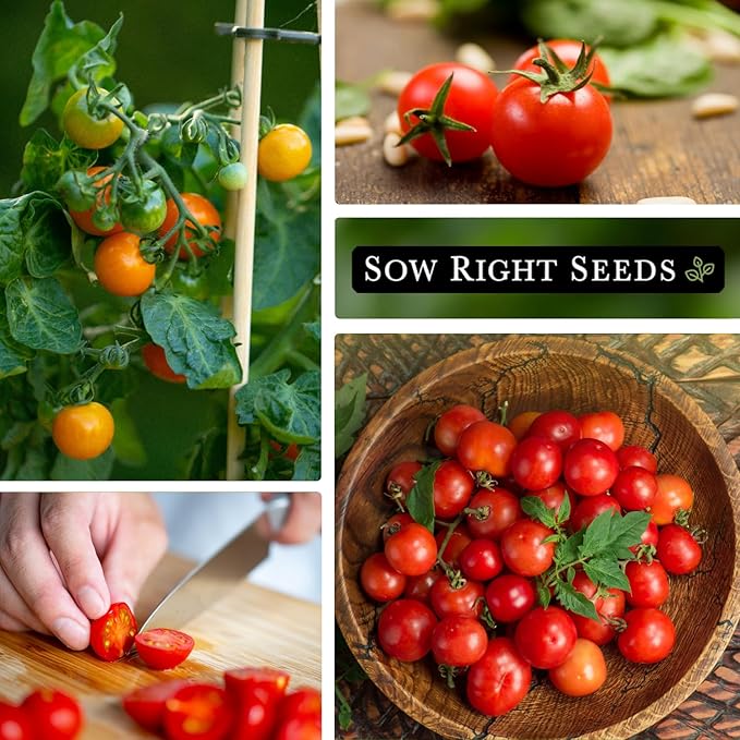 Sow Right Seeds - Tiny Tim Tomato Seeds for Planting - Non-GMO Heirloom Packet with Instructions to Plant and Grow an Outdoor Home Vegetable Garden - Perfect Container Variety - Gardening Gift (1)