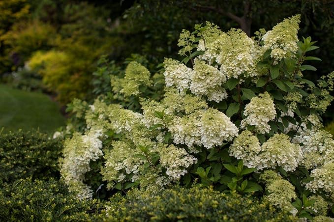 Green Promise Farms Hydrangea PAN. `Vanilla Strawberry` (Panicle) Shrub, 2-Size Container, White/Pink/red Flowers