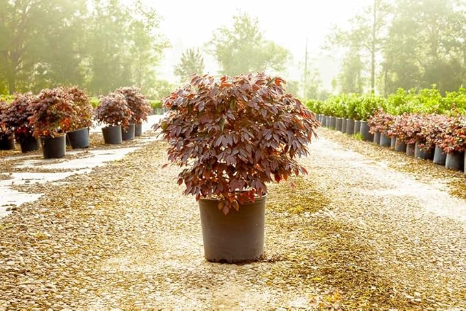 Zhuzhou LOROPETALUM - Size: 1 Gallon, Live Plant, Includes Special Blend Fertilizer & Planting Guide