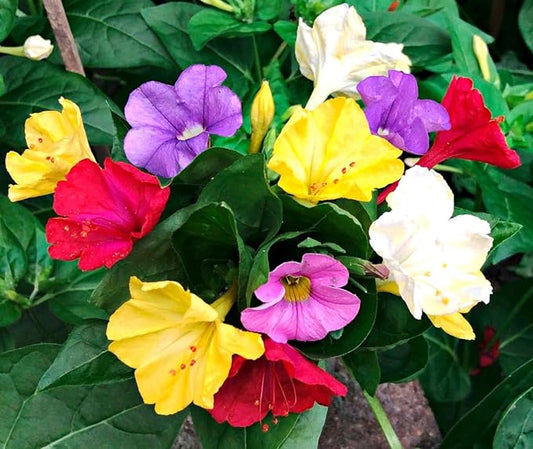 Seeds Four O'clock Marvel of Peru Mirabilis Mix Annual Non GMO Flowers for Planting