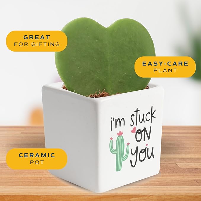Costa Farms Hoya Heart Live Plant, Succulent-Like Houseplant in Cute Decor Plant Pot, Potting Soil, 5-Inches Tall | Valentines Day Gift | Valentines Day Decoration