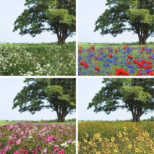 Eden Brothers Endless Summer Annual Succession Flower Mixed Seeds for Planting, 1/4 lb, 120,000+ Seeds with Cosmos | Attracts Pollinators, Plant in Spring or Fall, Zones 3, 4, 5, 6, 7, 8, 9, 10